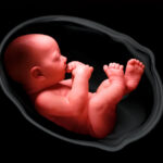 mensaje del arzobipos de sevilla sobre la modificacion de la ley del aborto